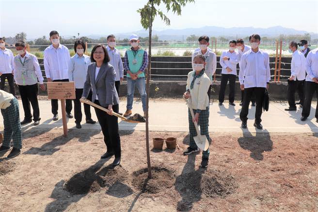 蔡英文總統在「水圳綠道」旁種下台灣原生種楝樹。(劉秀芬攝)