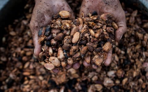 Cocoa beans harvested  - Credit: &nbsp;Xinhua