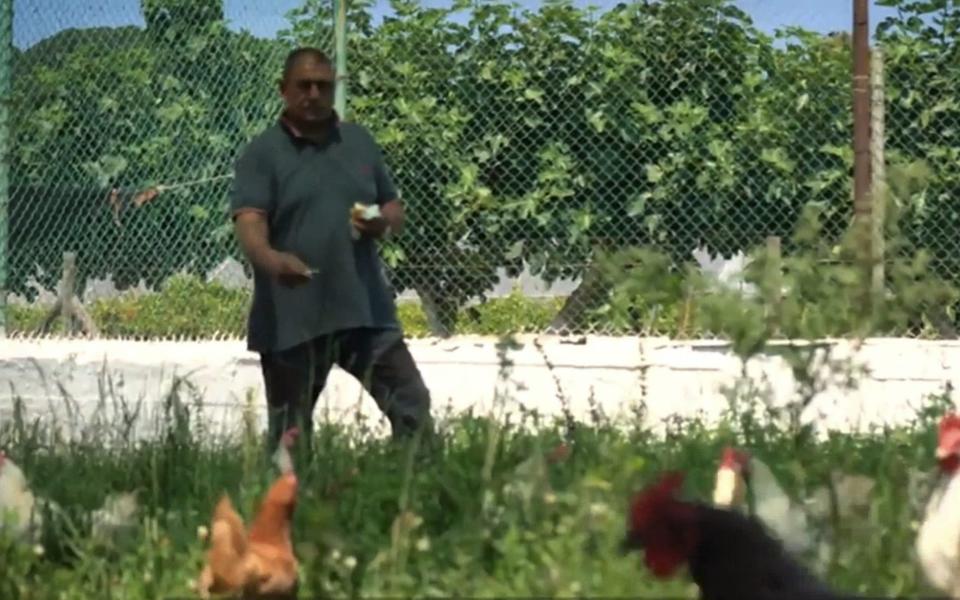 A prisoner feeds chickens on Gorgona