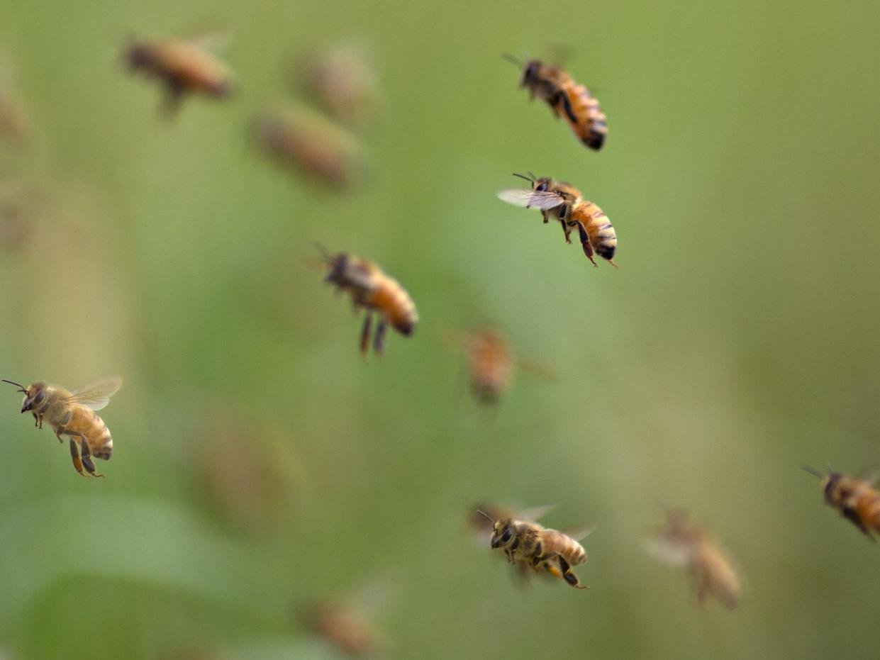 Honey bees in flight.