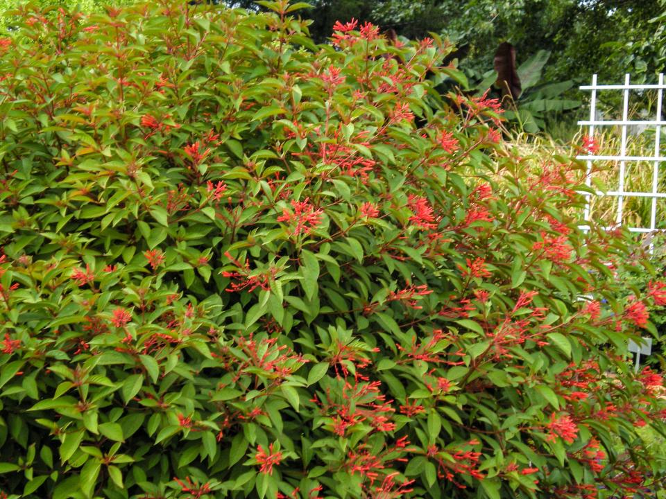 The native firebush, Hamelia patens var. patens, has darker orange red flowers than the non-native Hamelia patens var. glabra.