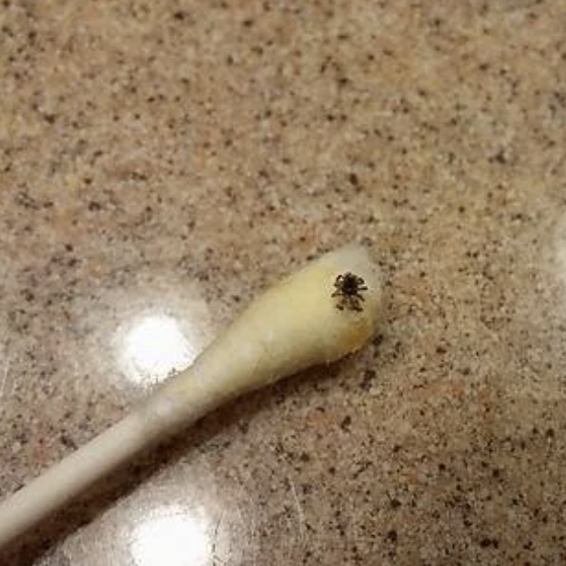 A tiny spider is perched on the cotton end of a Q-tip lying on a countertop