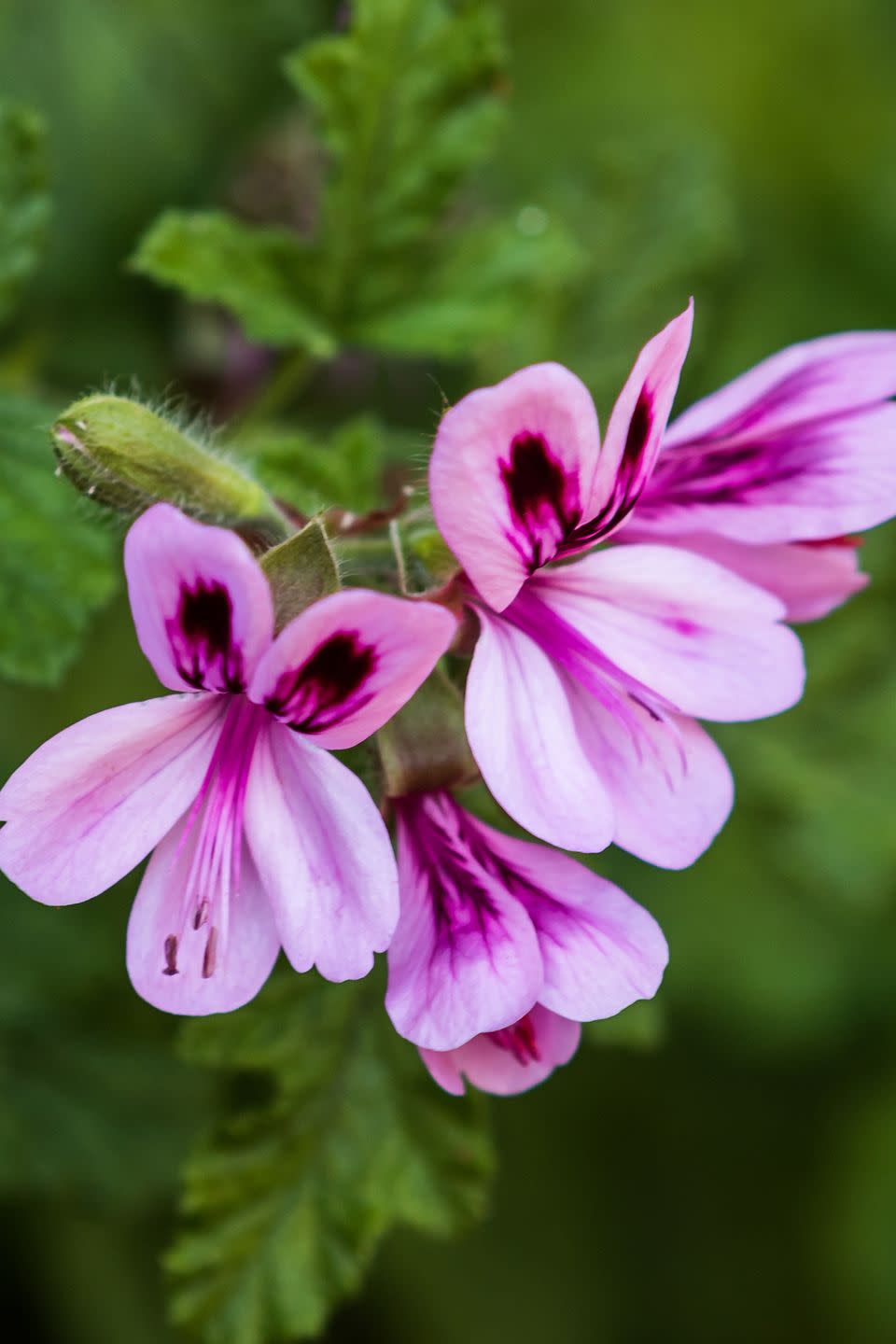 1) Citronella Geranium