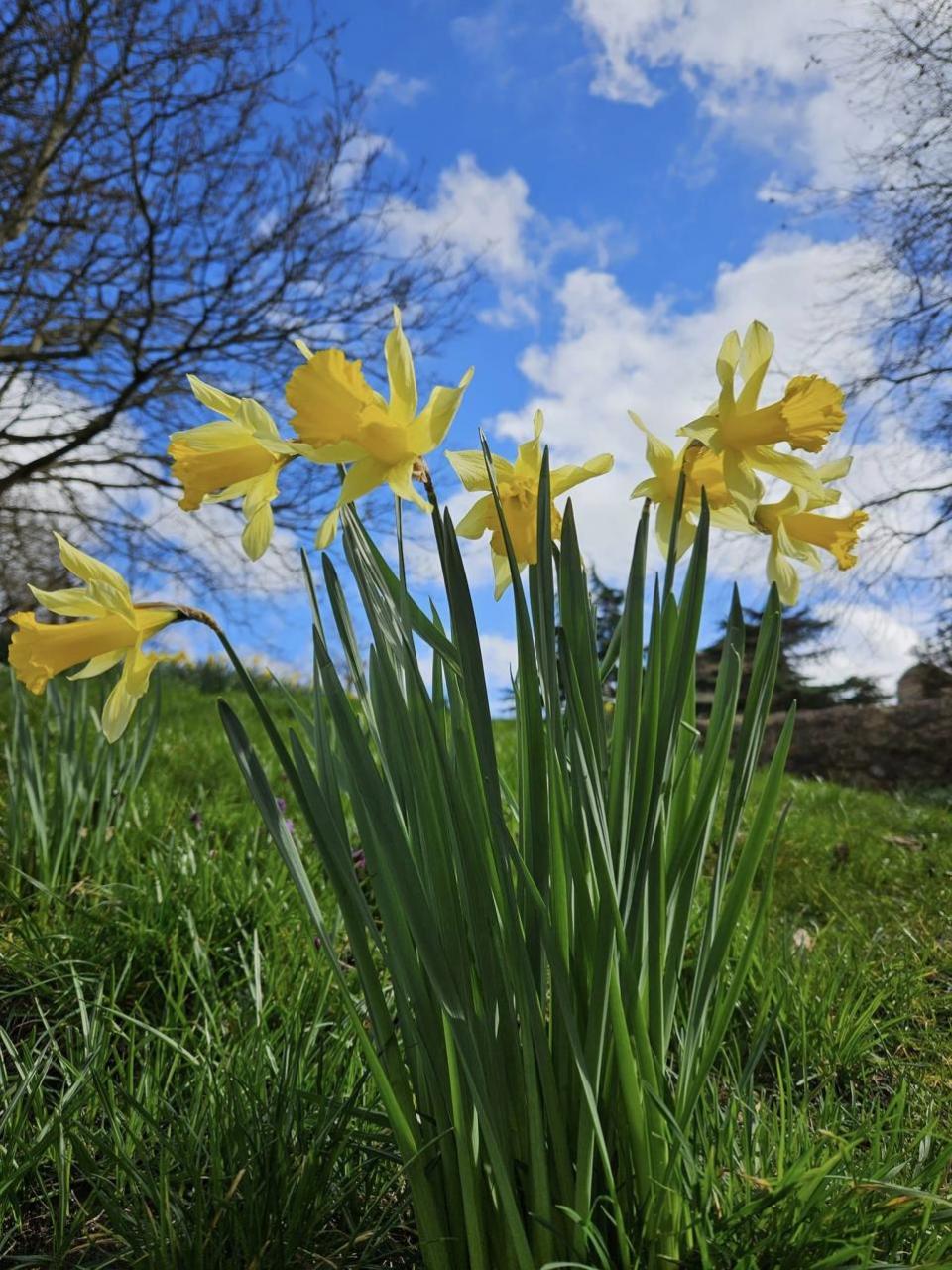 Gazette: Narcisos que florecen bajo el sol primaveral de Colchester