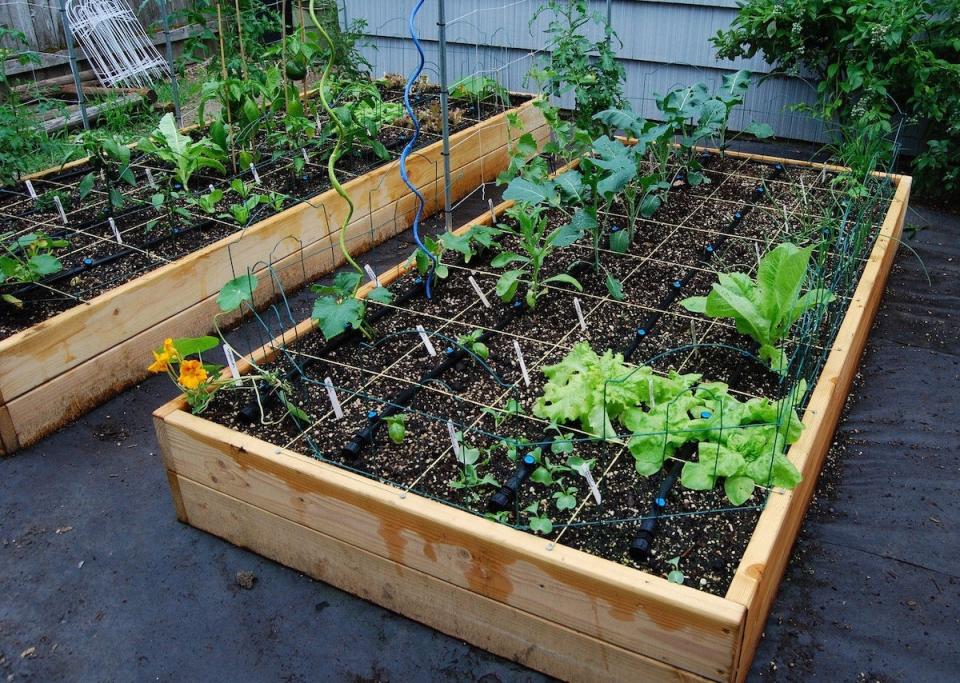 Raised garden beds with square foot garden grids and vegetables growing inside them.