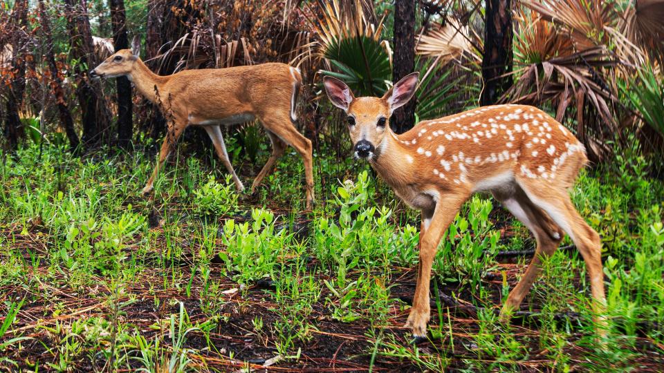 A fawn and its mother stroll by a camera trap set up at Corkscrew Regional Ecosystem Watershed in Collier County on April 12, 2023.