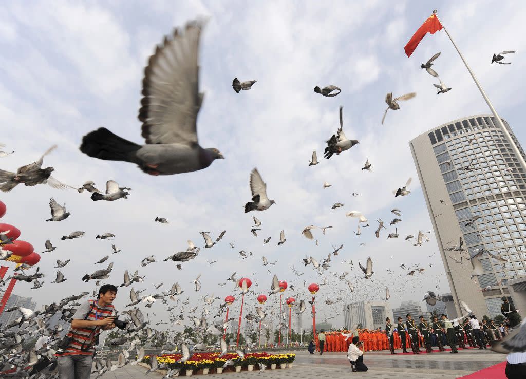 Pigeons in Beijing