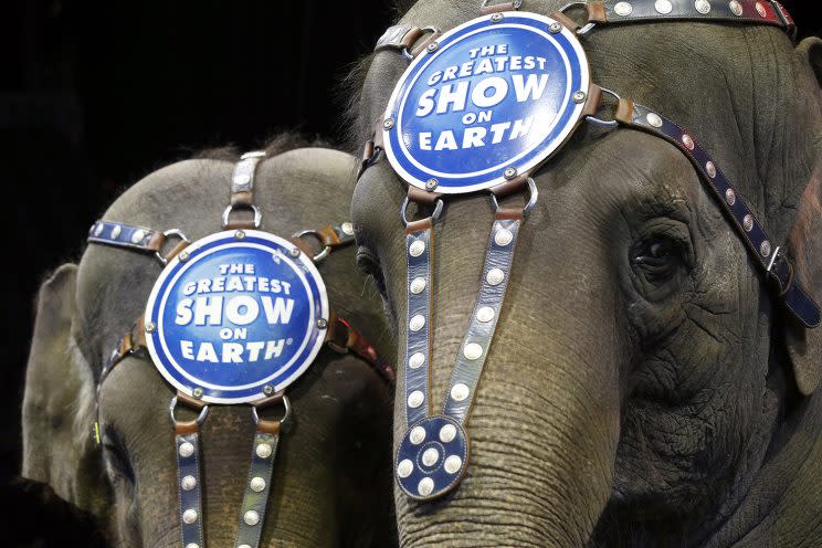 Elephants Bonnie, left, and Kelly Ann stand during media availability before a performance of the Ringling Bros. and Barnum & Bailey Circus, March 19, 2015 in Washington. (AP Photo/Alex Brandon)