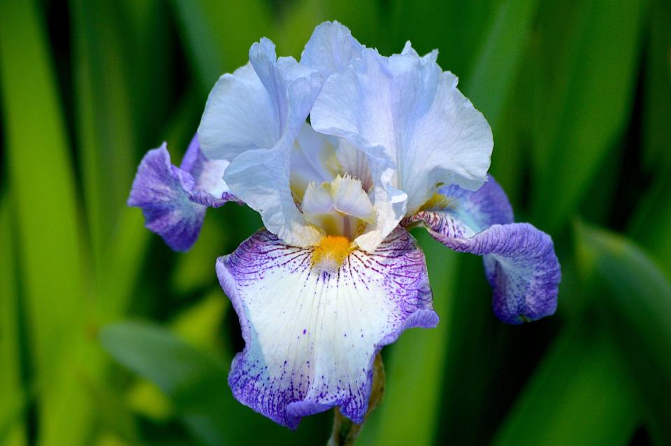 february birth month flower iris