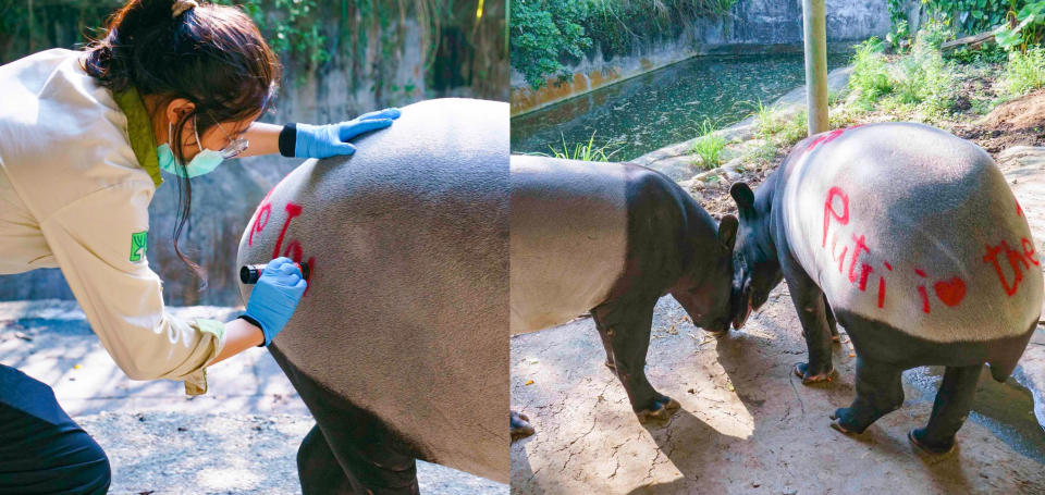 台北市立動物園的雄性馬來貘「貘樹」和雌性「Putri」，最近傳來「相親成功」的好消息。（圖片來源：台北市立動物園 臉書專頁）