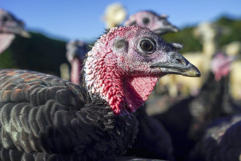 Poultry bosses have reassured shoppers that turkeys will be available at Christmas (Steve Parsons/PA) (PA Wire)