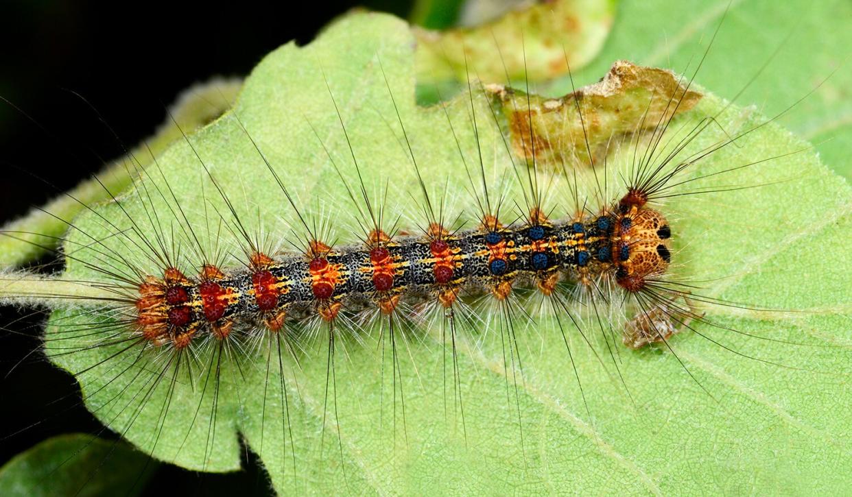 Close-up of a Gypsy moth (Lymantria dispar) larva, on the underside of a leaf in a bushy habitat in Croatia, Europe. The lara is considered a pest in Europe.