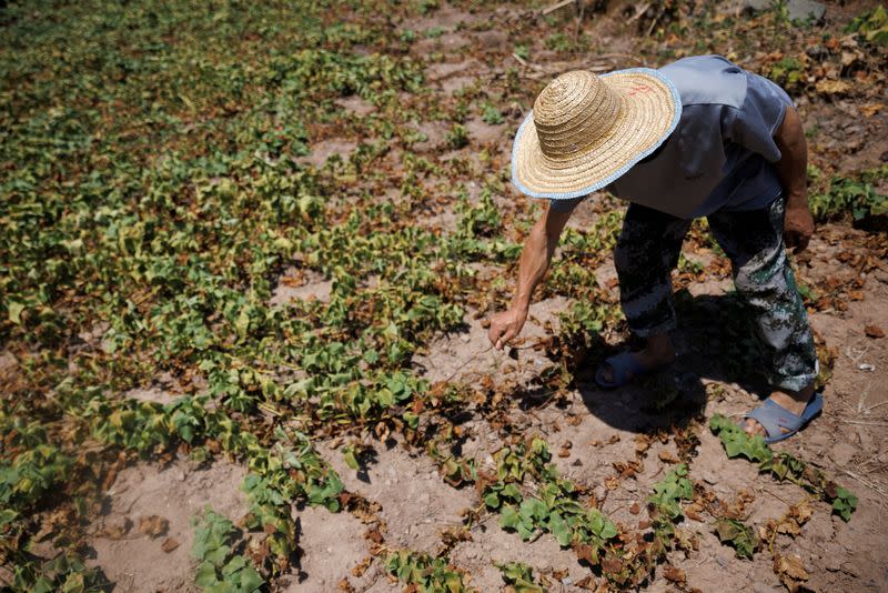 El agricultor local Chen Xiaohua, de 68 años, muestra sus plantas de batata muertas después de que todos sus cultivos perecieran debido a que la región está experimentando una sequía en el pueblo de Fuyuan en Chongqing