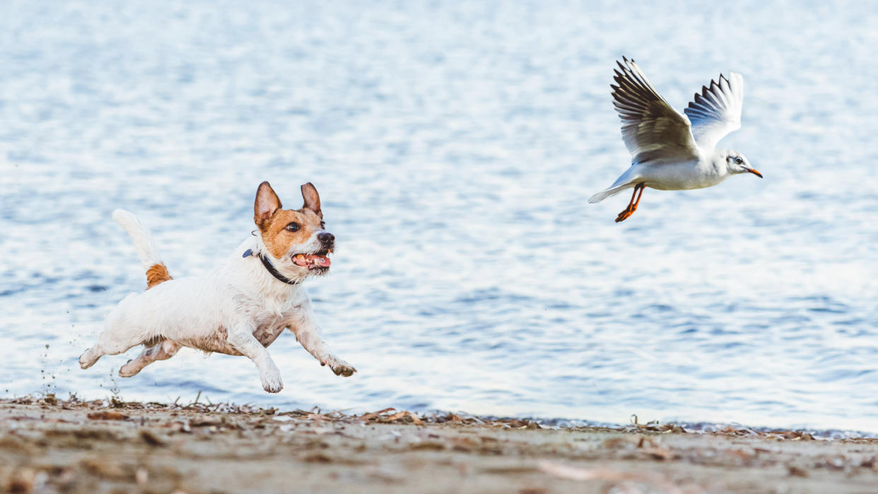  Little dog chases gull on the beach by the sea. 