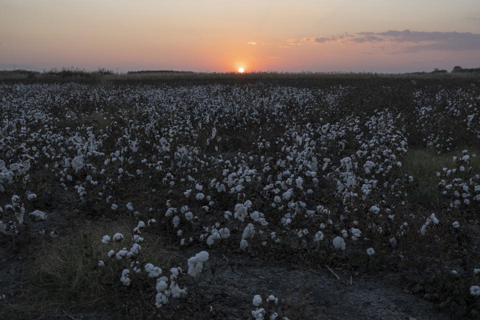 The sun sets behind a field of cotton in Evros region Greece, on Monday, Oct. 31, 2022. Greece is planning a major extension of a steel wall along its border with Turkey in 2023, a move that is being applauded by residents in the border area as well as voters more broadly. (AP Photo/Petros Giannakouris)