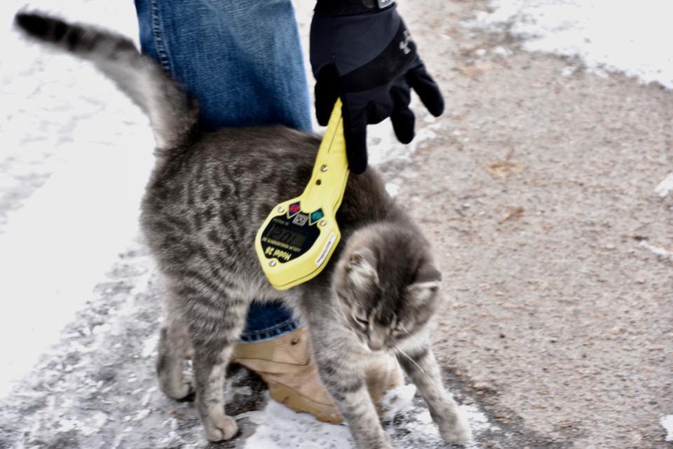 Cat and Geiger counter