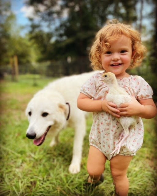 Olivia Dorminy holding one of the baby turkeys, with her Great Pyrenees, Soleil, at her family's La Petite Ferme in Havana.