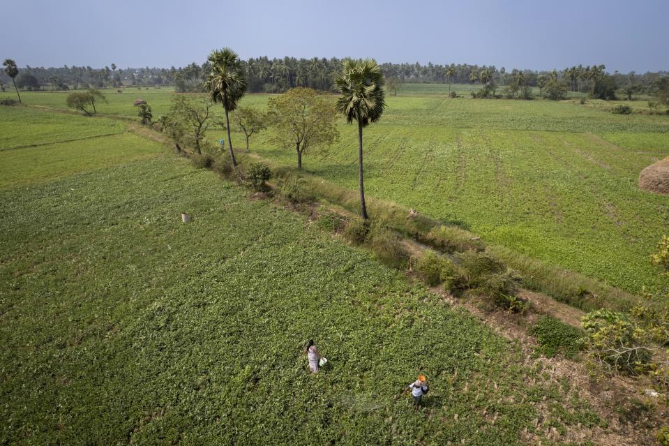 Bhaskar Rao, right, a farm worker, sprays natural pesticide as Meerabi Chunduru, left, an avid practitioner and advocate of natural farming techniques, works at her farm in Aremanda village in Guntur district of southern India's Andhra Pradesh state, Sunday, Feb. 11, 2024. The area has become a positive example of the benefits of natural farming, a process of using organic matter as fertilizers and pesticides that makes crops more resilient to bad weather. (AP Photo/Altaf Qadri)