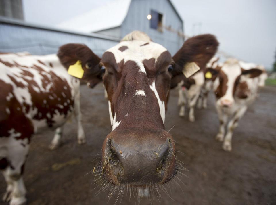 Organic dairy farming could have environmental benefits (Reuters)