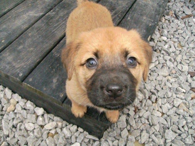 a small puppy standing on the edge of a plank