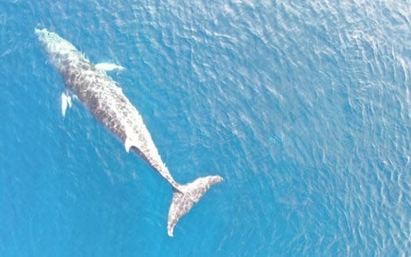 The minke whale was trapped in nets in the town of Taiji