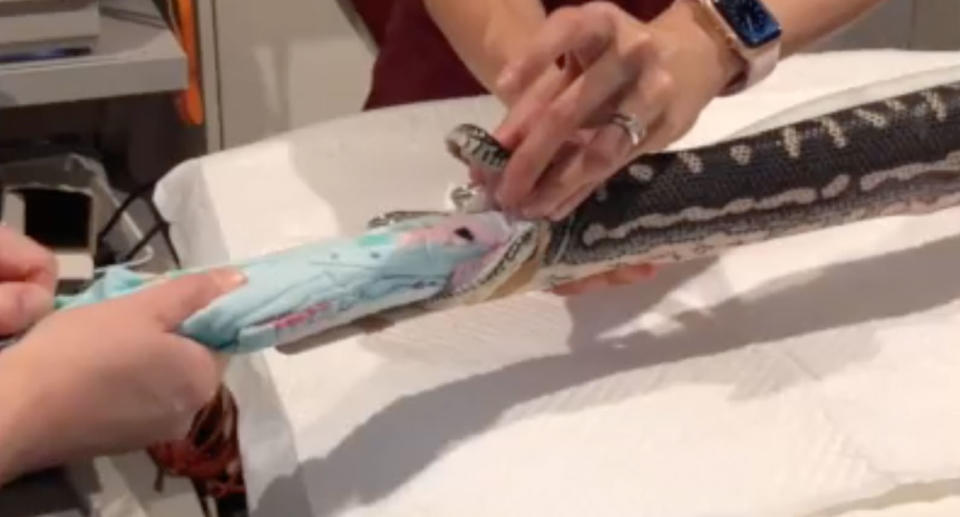 Amazing moment vets pull an entire beach towel from python's stomach