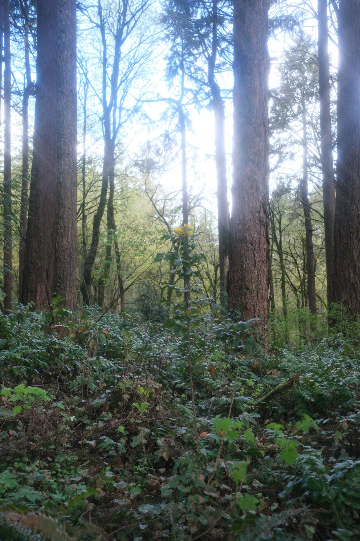 Trees surround a hiking trail in the Hoyt Arboretum in Portland, Oregon.