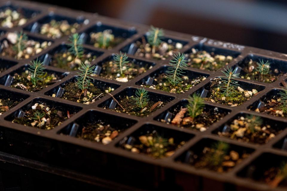 Baby red spruce spend two years at SHR’s nursery growing strong enough to survive in the wild.