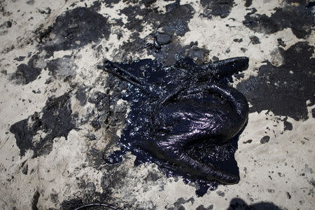 FILE PHOTO: A pelican covered in oil is seen along the coast of Refugio State Beach in Goleta, California, United States, May 20, 2015. REUTERS/Lucy Nicholson/File Photo