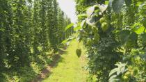 Hops take off in Ontario thanks to booming craft beer market