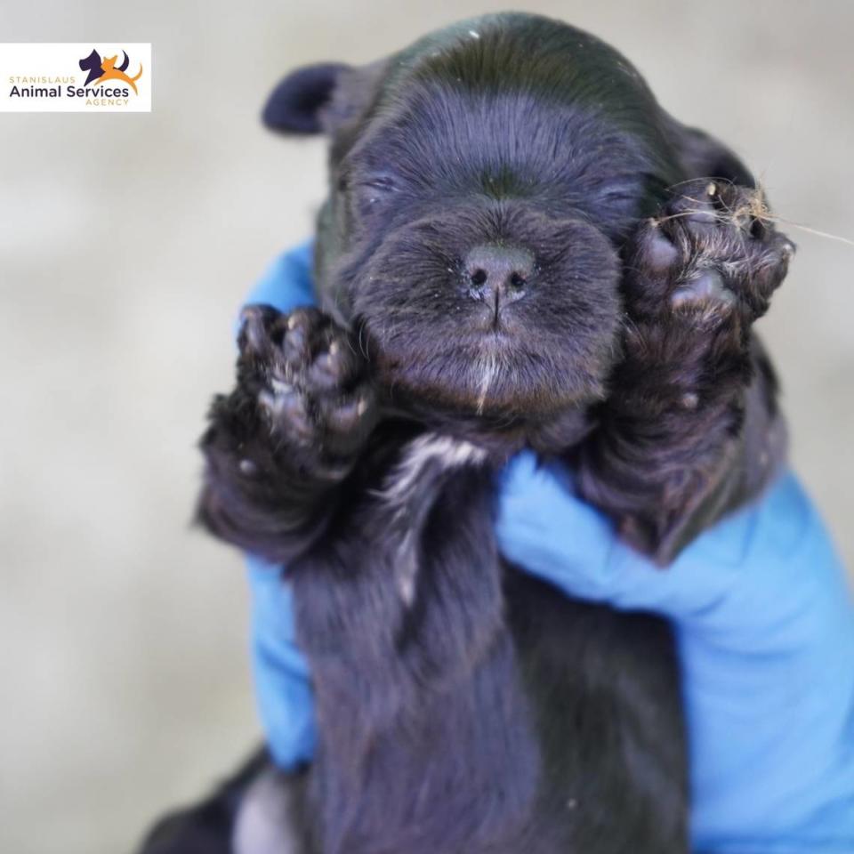 The Stanislaus Animal Services Agency posted on Facebook on Wednesday, March, 20, 2024, images of dogs rescued from a Ceres home the day before.