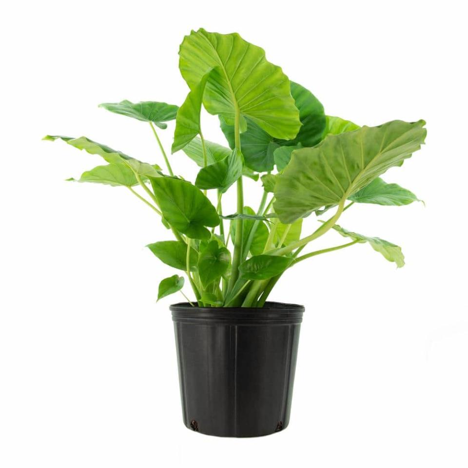 <p><a href="https://go.redirectingat.com?id=74968X1596630&url=https%3A%2F%2Fwww.homedepot.com%2Fp%2Fnational-PLANT-NETWORK-Odora-Elephant-Ear-Plant-Alocasia-in-10-in-Grower-Container-1-Plant-HD7754%2F317994432&sref=https%3A%2F%2Fwww.housebeautiful.com%2Flifestyle%2Fgardening%2Fg36099328%2Fbig-leaf-plants%2F" rel="nofollow noopener" target="_blank" data-ylk="slk:Shop Now;elm:context_link;itc:0;sec:content-canvas" class="link ">Shop Now</a></p><p>Odora Elephant Ear Plant (Alocasia)</p><p>The Home Depot</p><p>$48.55</p><span class="copyright">The Home Depot</span>