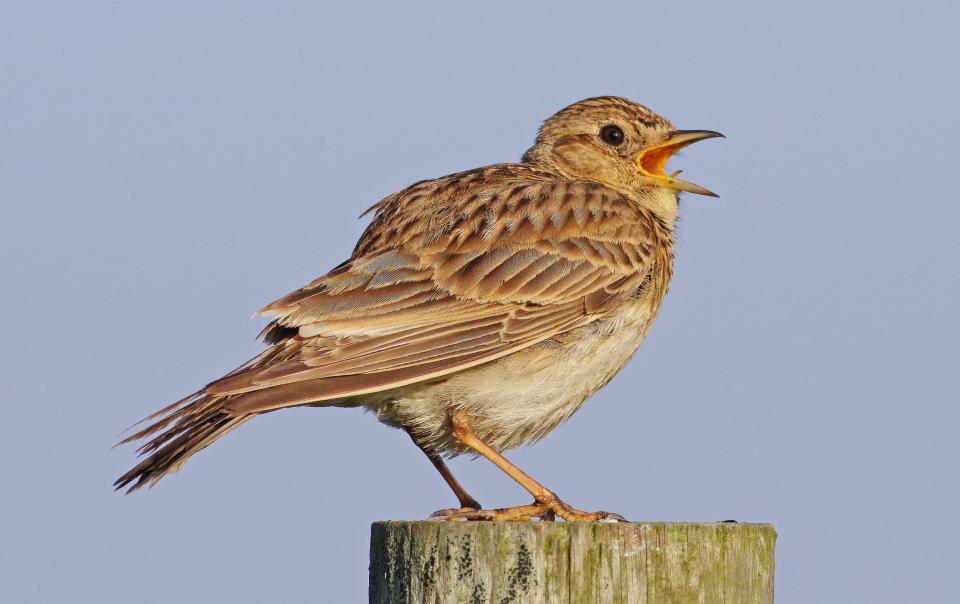 sky lark