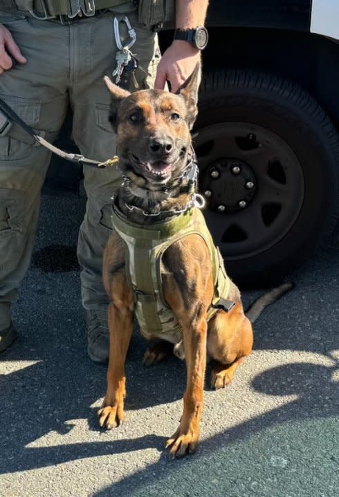 “K-9 Kjeld” aka “Kid” is seen in an image provided by the Los Angeles County Sheriff’s Department's Special Enforcement Bureau.