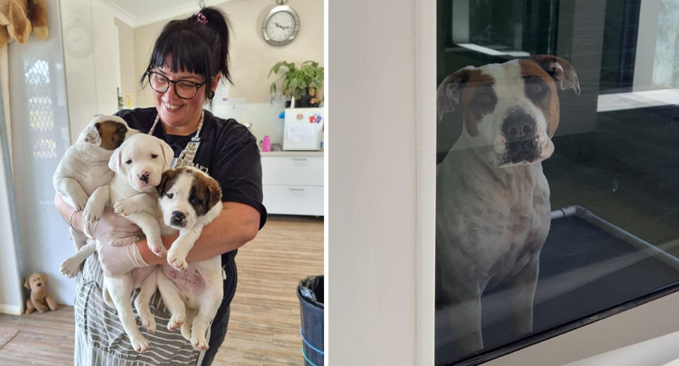 Left, Animal carer Bree Sands can be seen holding a litter of puppies. Right, a dog can be seen looking sad in its kennel. 