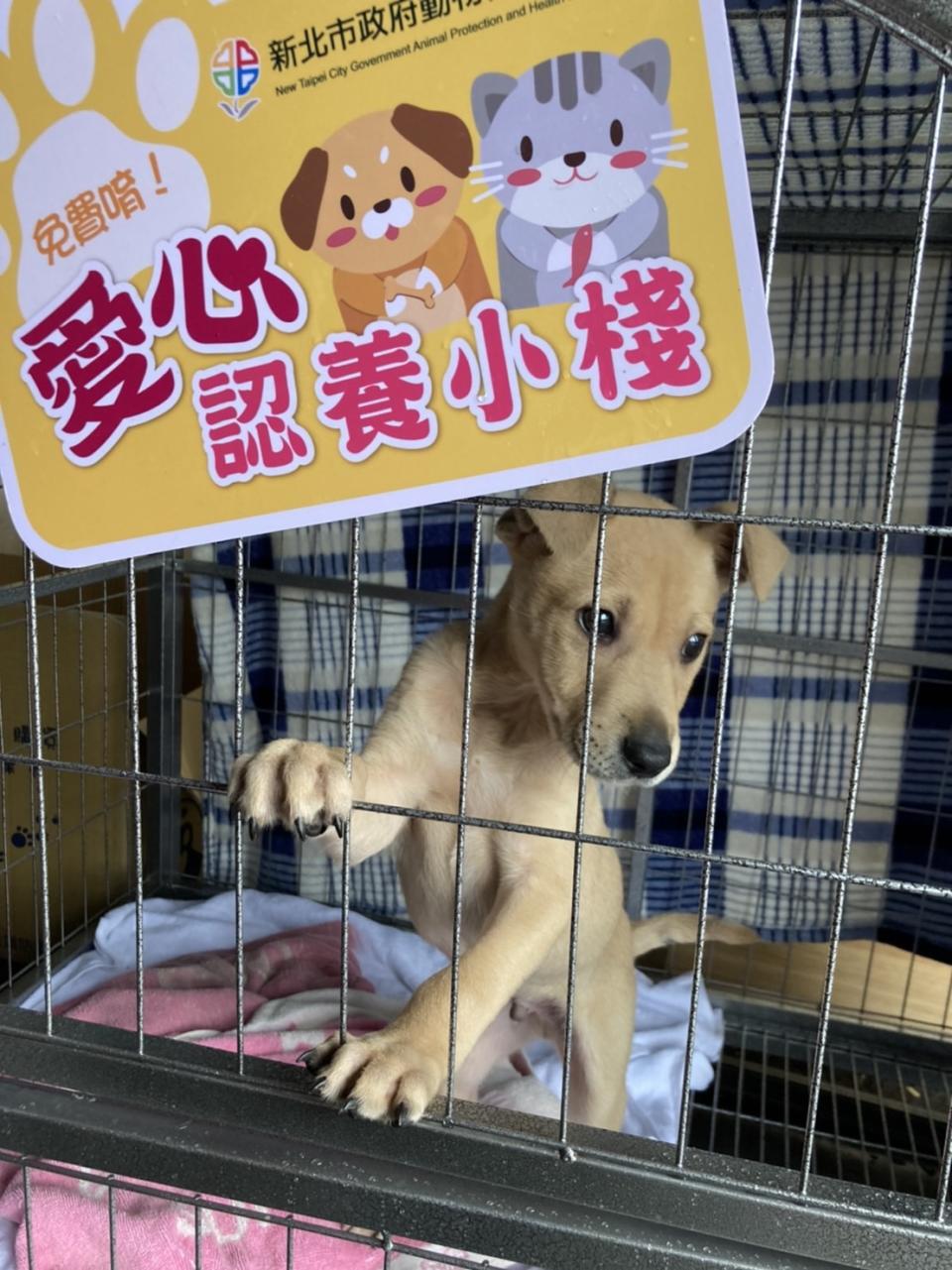 三芝八賢里愛心認養小棧，有可愛的幼犬等候認養。   圖：新北市動保處提供