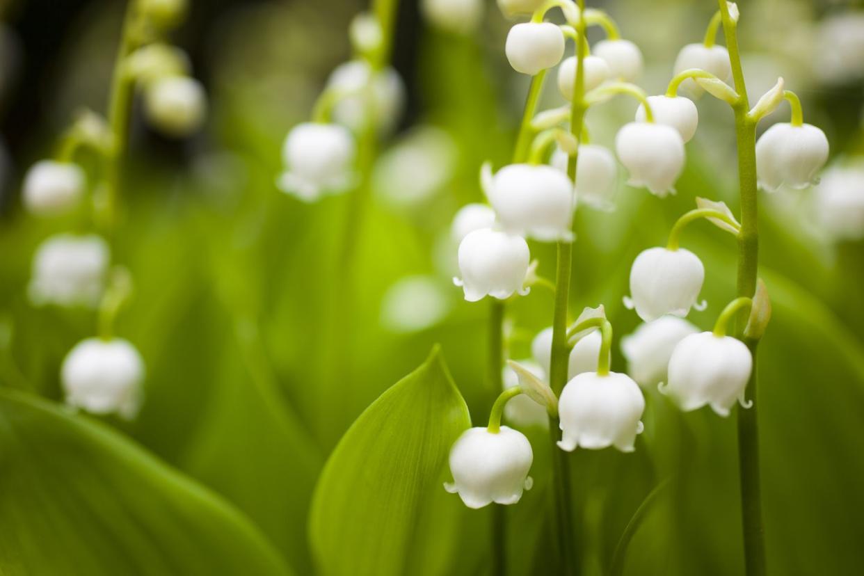 lily of the valley