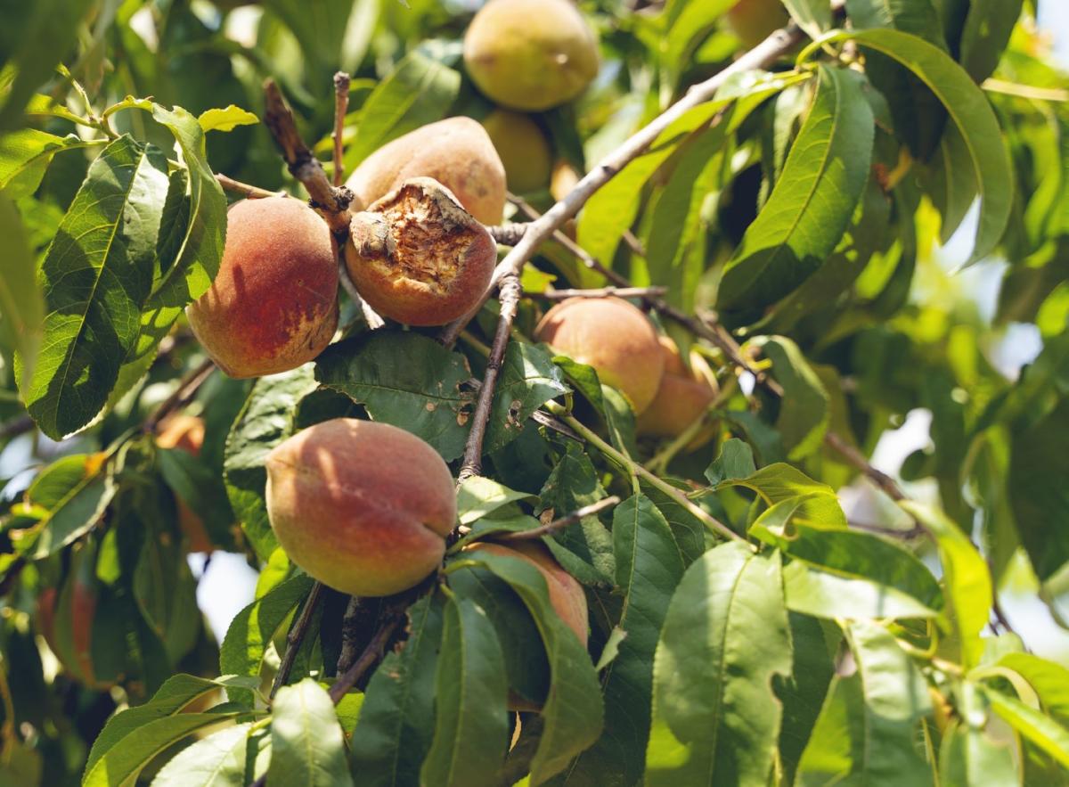 Georgia Peach Crops Are Having a Bad 2023 Thanks to Climate Change – Robb  Report