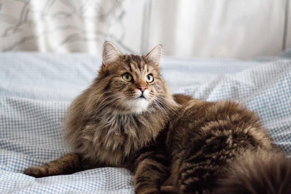 Maine Coon