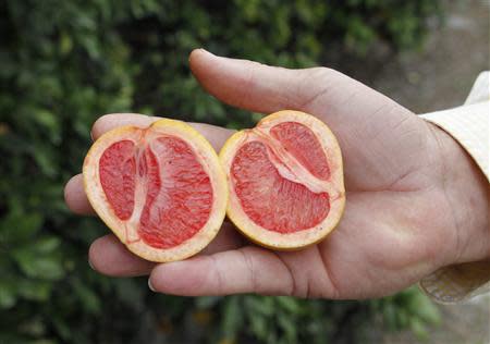 A grove manager holds a malformed star ruby grapefruit affected by 'greening', an insect-borne bacterial disease in a grove in Vero Beach, Florida in this December 1, 2010, file photo. REUTERS/Joe Skipper/File