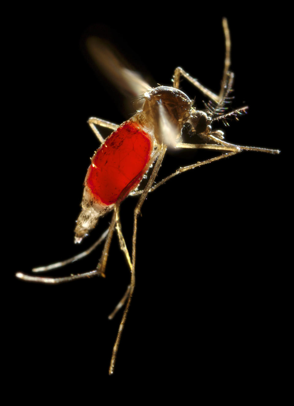 The&nbsp;Aedes aegypti mosquito -- pictured filled with blood -- is the mosquito that transmits chikungunya, yellow fever and the Zika virus. (Photo: Universal Images Group/Getty Images)