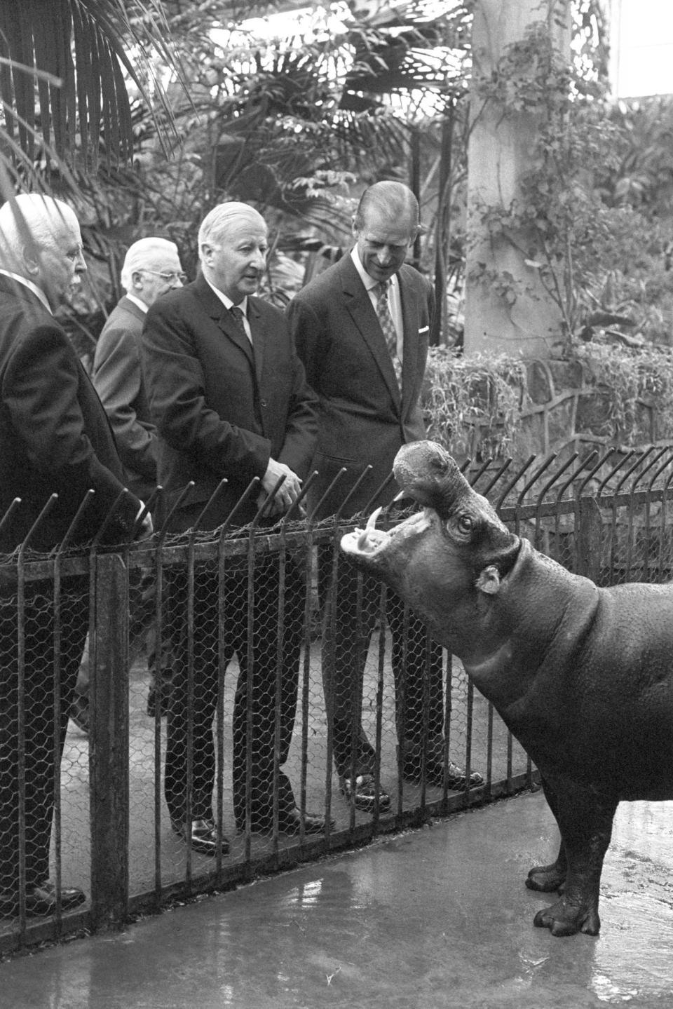 Prince Philip meets a pygmy hippo (1972)