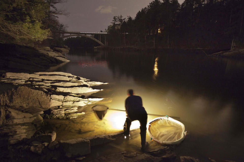 FILE - In this Thursday, March 23, 2012 file photo, Bruce Steeves uses a lantern to look for young eels known as elvers on a river in southern Maine. Fishermen in the state are hopeful the state's lucrative baby eel fishing season, which starts in a few days, will retain its ability to fish for a long time to come. (AP Photo/Robert F. Bukaty, File)