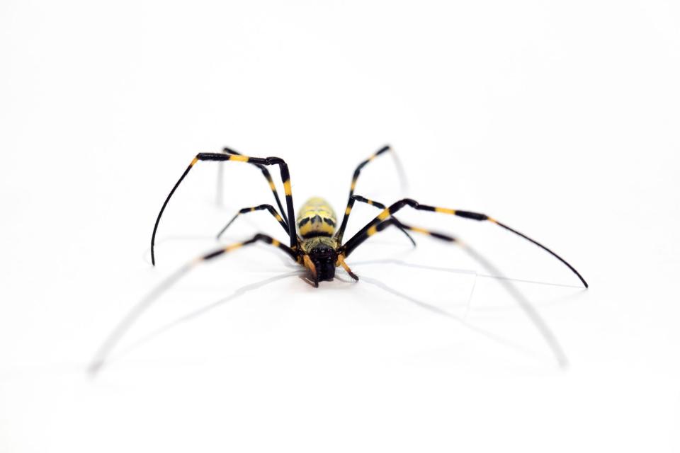 Detail photos of Joro Spider, Dorothy Kozlowski, UGA