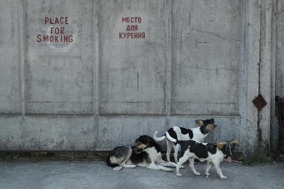 Tagged, stray dogs lounge outside a cafeteria at the Chernobyl nuclear power plant on August 19, 2017.