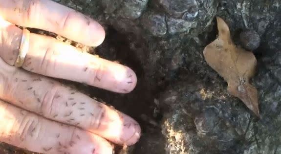 Crazy ants swarming over a man's hand. In some areas they can outnumber native ants 100-to-1.