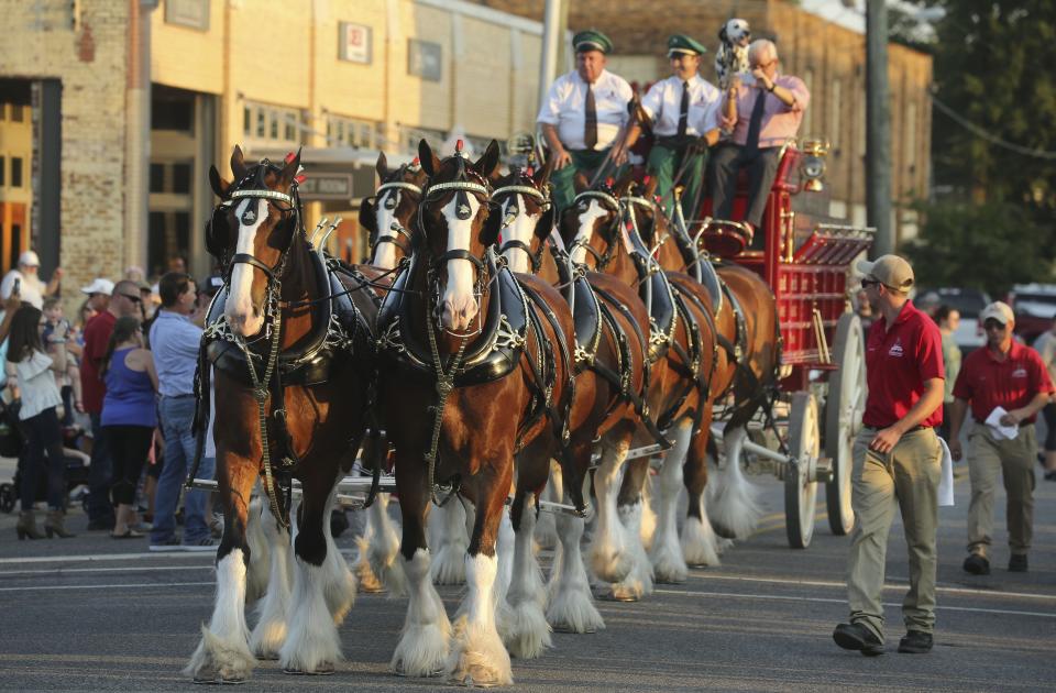 The Budweiser Clydesdales made an appearance at Innisfree Irish Pub Thursday. [Staff Photo/Gary Cosby Jr.]            One horse in the team of eight appears to be happy to be here.[Staff Photos/Gary Cosby Jr.]            Four-year-old cousins Parker Cheatham and Brooklyn White watch The Budweiser Clydesdales Thursday, Sept. 26, 2019. [Staff Photo/Gary Cosby Jr.]            ABOVE: A Dalmatian also made an appearance. LEFT: Four-year-old cousins Parker Cheatham and Brooklyn White watch The Budweiser Clydesdales Thursday.  [Staff Photos/Gary Cosby Jr.]