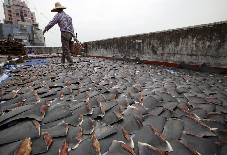 FILE - In this Jan. 3, 2013 file photo, a worker collects pieces of shark fins dried on the rooftop of a factory building in Hong Kong. Representatives of some 180 nations are meeting to agree on protections for vulnerable species, taking up issues such as the trade in ivory and the demand for shark fin soup. The World Wildlife Conference on trade in endangered fauna and flora, known as CITES, which takes place every three years, aims to make sure that global trade in specimens of wild animals and plants doesn't jeopardize their survival. (AP Photo/Kin Cheung, File)