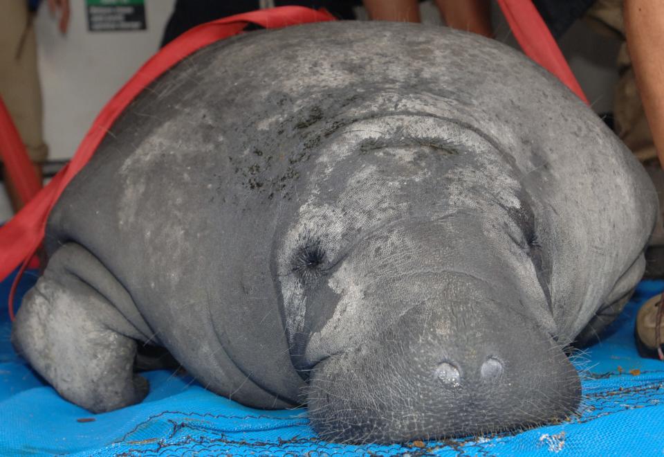 This female adult manatee was rescued from the brisk St. Johns River, cared for by wildlife rescue staff and eventually released back to the waters where she lived.