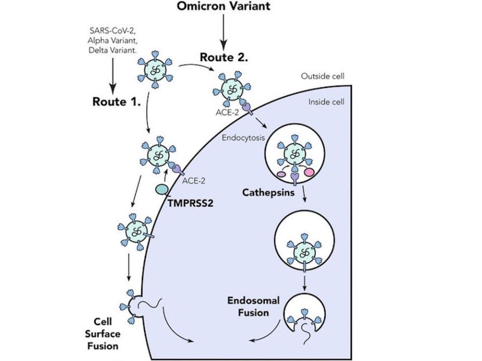 Ein kommentiertes Schema der vom Coronavirus genutzten Eintrittswege in die Zelle zeigt den Unterschied zwischen Omicron und Delta.